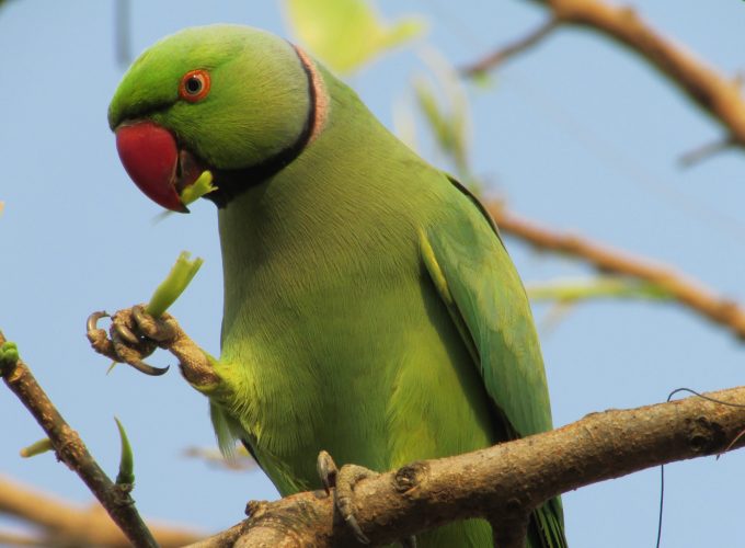 Wallpaper Indian ring parakeet, Australia, Great Britain, United States, tourism, green, bird, branch, nature, Animals 3748613210
